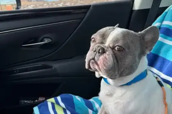 Lost Dog: White/Grey, Blue Collar, Parker