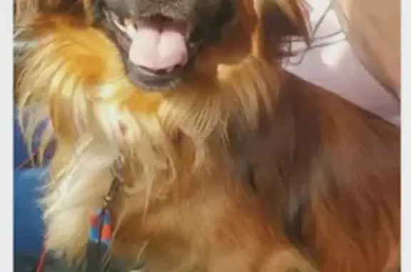 Missing Fluffy Dog on Engineer Street!