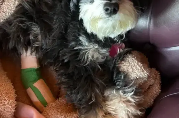 Lost Dog: Small, Black & White, Plaid Collar