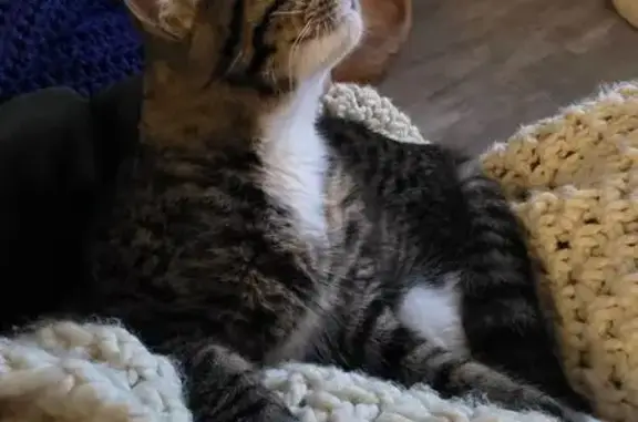 Lost pets Syracuse, photo: Lost Tabby Cat: Black, Grey & White