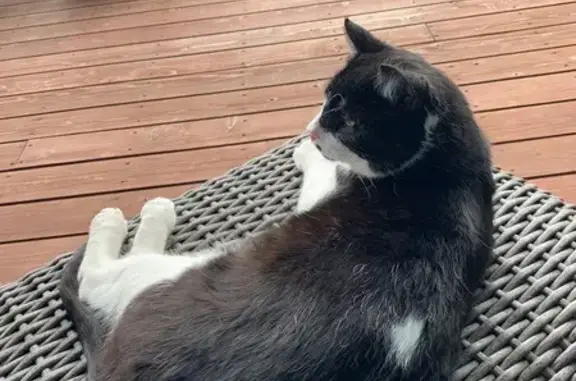 Missing Cat: White Heart on Back, Kamas