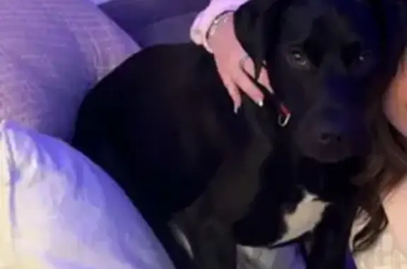 Missing Dog Brandi: Lost After Accident