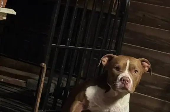 Missing dog , photo: Help Find Buck: Brown & White Pup Lost!