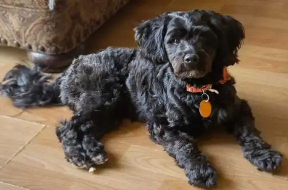 Lost Dog: Black with White Chin - Indy