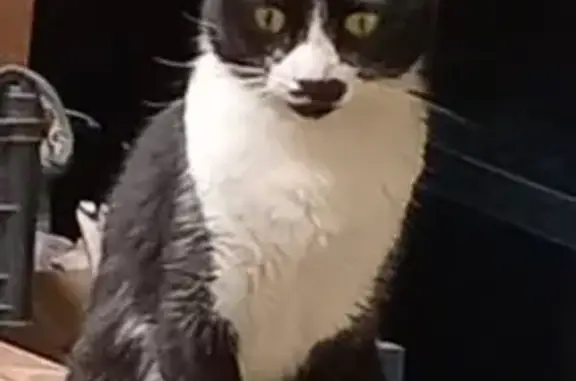 Es una gatita, de Color negro con blanco, tiene una manchita color negro en su nariz, es muy dócil con su dueña, evita acercarse a los extraños. Está esterilizada. Ayer 26 de febrero por la noche fue la última vez que la vi cuando le di su alimento. Nunca se ha alejado de casa