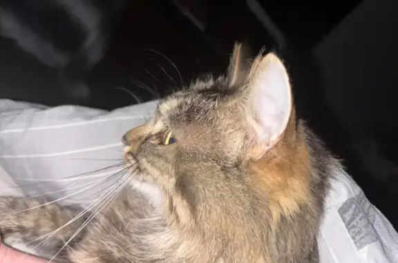 Missing cat Kalamunda, photo: Lost Tabby Cat - Otway Crescent, Help!