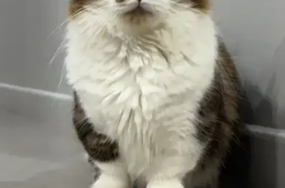 Missing cat Mackay, photo: Lost Male Munchkin Cat on Burgess St, Mackay