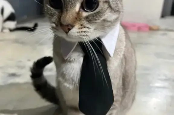 Animales perdidos , foto: Gatito Gris con Ojos Azules Perdido en CDMX