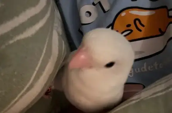 Lost White Bird: Red Ring, Loves Kids!