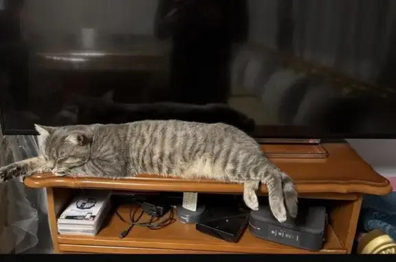 Chat sociable perdu à Aulnay-sous-Bois - photo