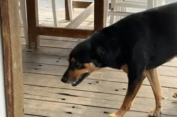 Found Kelpie Cross on Old Bang...