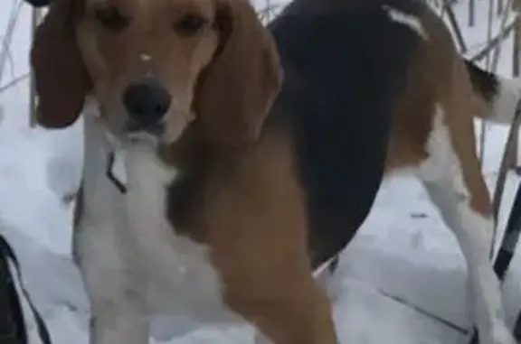 Зникла естонська гонча в Токарях, Сумщина