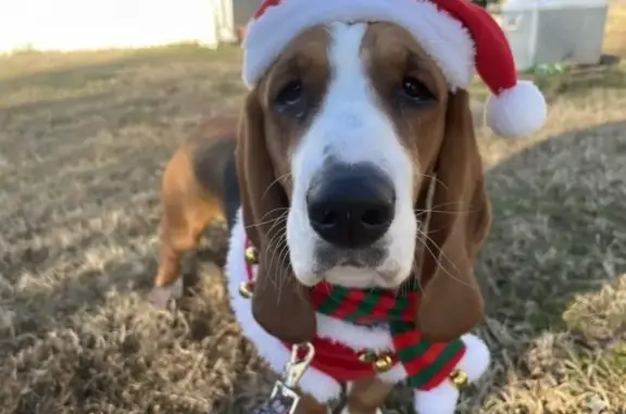 Missing Basset Hound in Rutledge, GA