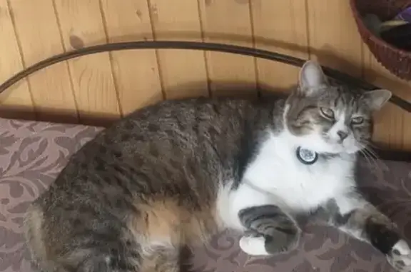 Зникла кішечка Кіра: допоможіть знайти!