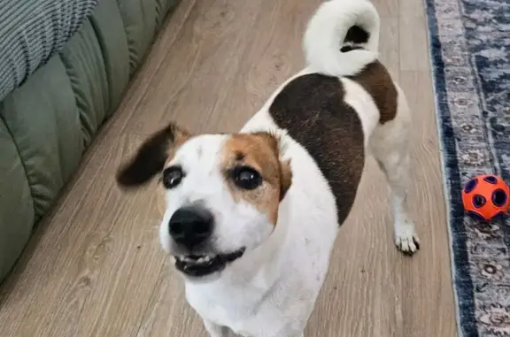 Found: Male Jack Russell on Le...