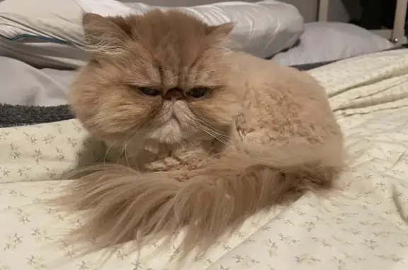 Orange tiny 6pound indoor only Persian kitty. She just got a haircut so it’s pretty short. She is very skittish and shy around those she doesn’t know but is a sweetheart with zero aggressive traits. She has one eye that is a bit clouded over. She has never been outside other than with us in our backyard on our laps. The only way should have gotten out would be when I was bringing an extra garbage bag out, I’m usually extra careful about the doors. Our family is heartbroken and continues to look for her day and night