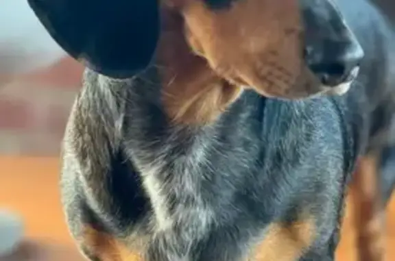 Lost Dog: Help Find Our Birthday Pup!