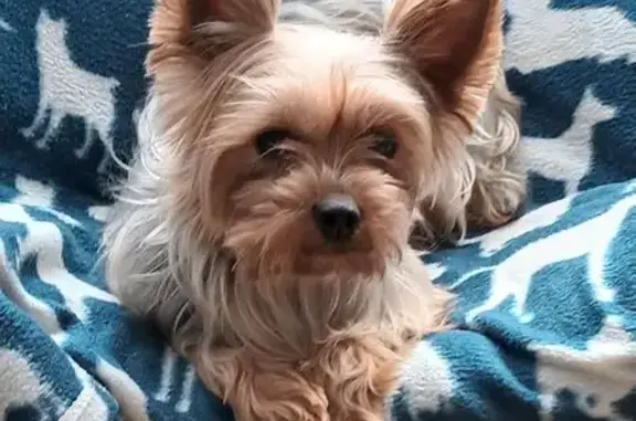 Animaux perdus Nevers, photo: Chien noir et feu perdu à Nevers