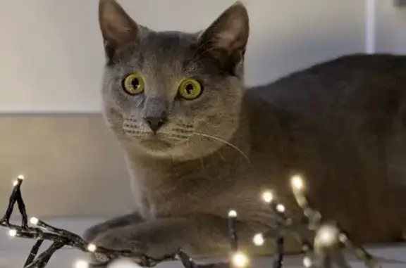 Chat perdu, Saint-Hilaire-de-Riez, photo: Chat gris Milo perdu à Saint-Hilaire-de-Riez