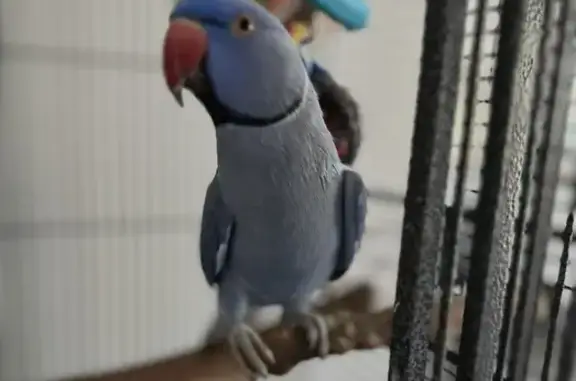 Lost Blue Indian Ringneck Parrot - Shoalhaven