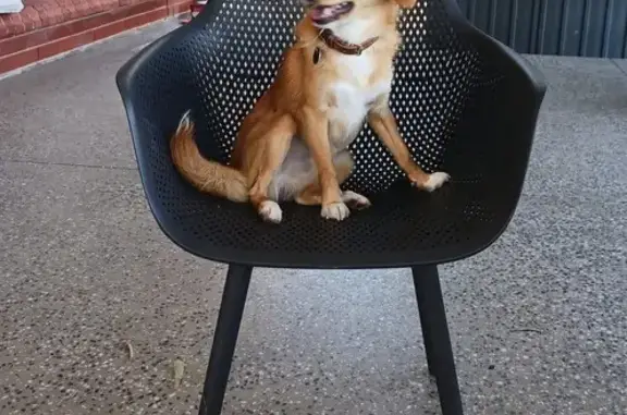 Lost Dog: Max, Light Brown in Adelaide