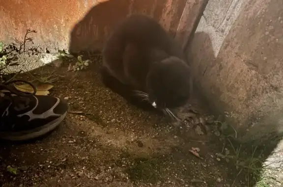 Chat trouvé Provins, photo: Chatte aveugle trouvée à Provins