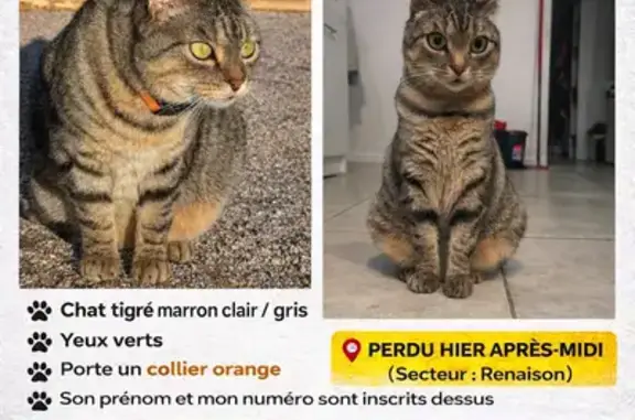 Chat perdu, Renaison, photo: Chat perdu : Roméo, tigré gris/marron