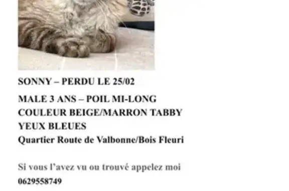 Chat perdu, Biot, photo: Chat disparu, crème/marron, Route de Valbonne