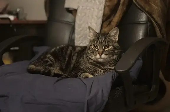 Chat tigré diabétique perdu à Jouars - photo
