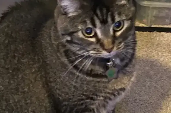 Lost pets Citrus Heights, photo: Lost Cat Refer: Brown, Black & White