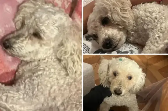 Alaika: Perro Perdido en San Francisco Coacalco