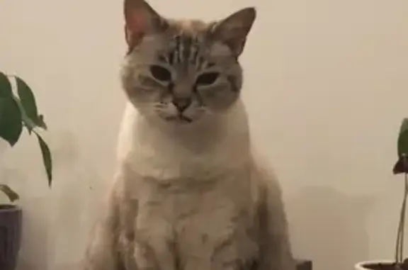 Chat perdu, Plourin-lès-Morlaix, photo: Chatte sociable de 16 ans perdue à Plourin