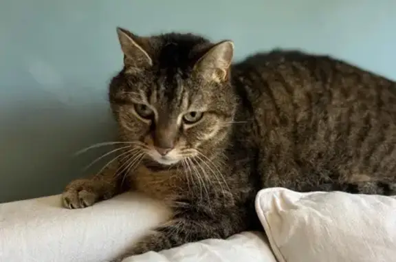 Animaux perdus , photo: Chat tigré disparu à Villecerf