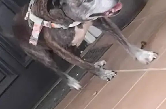 Found Dog: Friendly, Hungry, S...