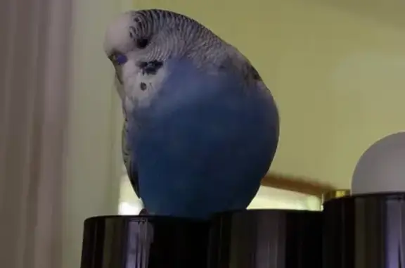 Blue with a small white patch on the back of his head, when he talks he will say “peppy boy” “pretty boy” “big big boy” “busy boy” or a combination of those words