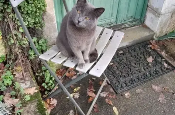 Chat trouvé , photo: Chatte grise trouvée à Thouarsais-Bouildroux