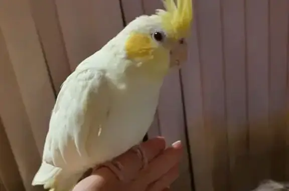 Lost pets Melbourne, photo: Lost Bird in Keilor: Reward Offered!