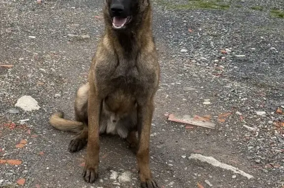 Animaux perdus , photo: Chien perdu : Malinois aperçu à Neuzy