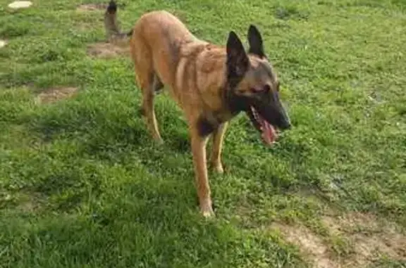 Animaux trouvés , photo: Malinois trouvé Place Raymond Chovin