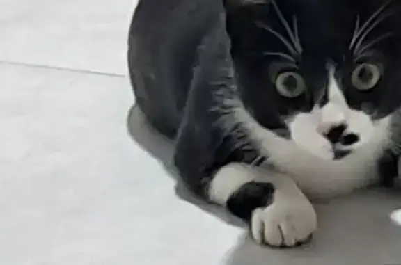 Gato Blanco y Negro Rescatado...