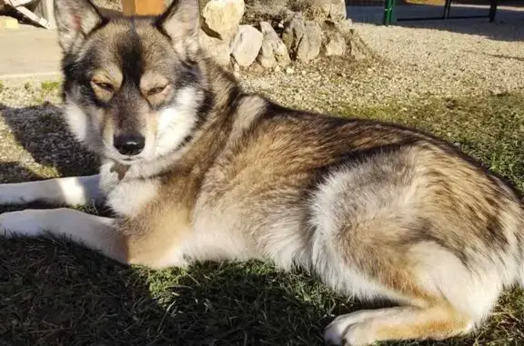 Chien perdu , photo : Chien marron perdu à Saint-Sulpice (73)
