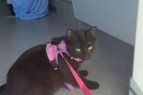 Animaux perdus Montceau-les-Mines, photo: Chat noir peureux perdu à Montceau