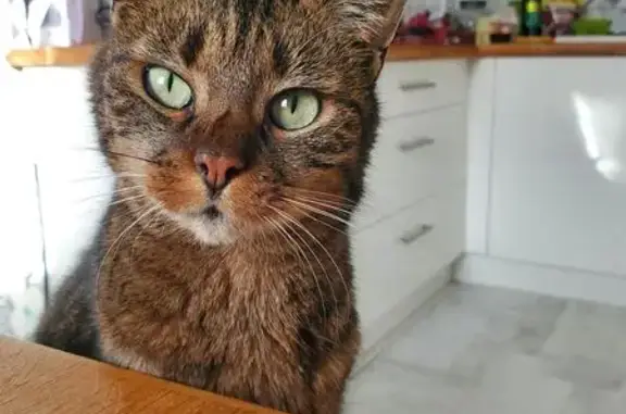 Animaux perdus Tillé, photo: Chatte tigrée disparue à Tillé