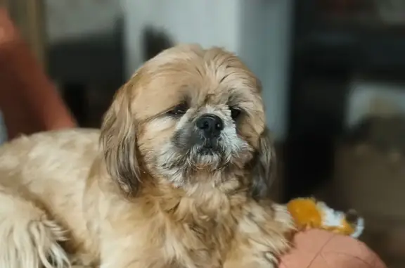 Animaux perdus Neuville-sur-Ain, photo: Shih Tzu fauve perdu à Neuville-sur-Ain