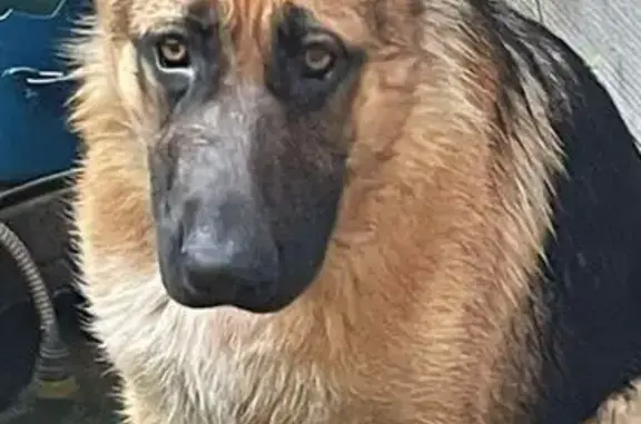 Зникла чепрачна собака в Турбові, допоможіть!