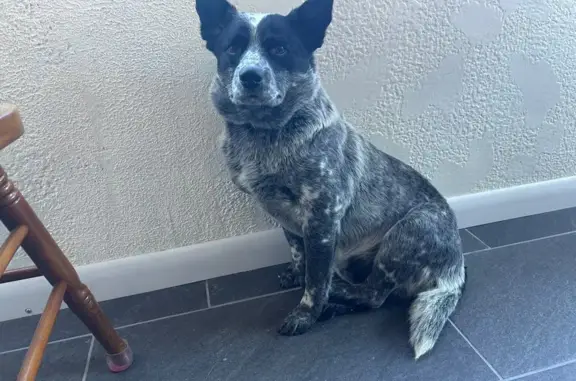 Lost Blue Heeler: Shy, Gray & Spotted