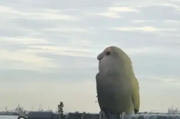 Lost and found pets Singapore, photo: Lost Bird: Yellow-Green, Orange Forehead