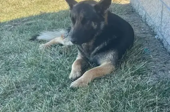 Found dog Grain Valley, photo: Found: Sweet Dog Safe in Grain Valley