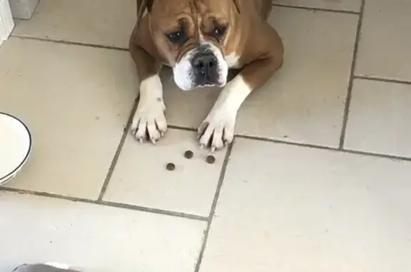 Animaux perdus , photo: Bouledogue fauve perdu à Saint-Julien