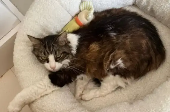 Chatte disparue yeux verts Pins-Justaret - photo